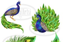 Watercolor Peacock Clipart Product Image 2