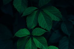 Green bundle Product Image 2