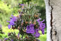 SET different blooming flowers with leaves in natural nature Product Image 7