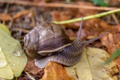 Big garden snail in shell crawling on wet road hurry home Product Image 26