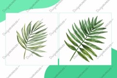 Aloe Vera, Air Plant, Areca Palm Leaves Watercolour Product Image 2