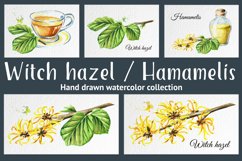 Witch hazel / Hamamelis Product Image 1
