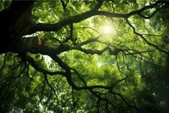 Sunlight peering through lush forest canopy Product Image 1