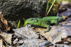 Green lizard on the stone Product Image 1