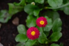 blooming flowers in the garden Product Image 1