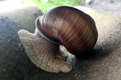 Big garden snail in shell crawling on wet road hurry home Product Image 5
