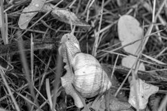 Big garden snail in shell crawling on wet road hurry home Product Image 27