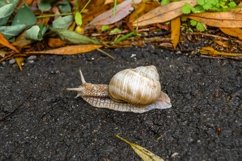 Big garden snail in shell crawling on wet road hurry home Product Image 9