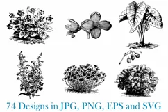 74 Woodcut Vintage Floral and Garden Illustration Collection Product Image 11
