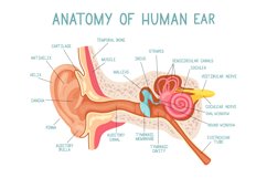 Cartoon ear anatomy. Human sound sensory organ medicine info Product Image 1