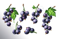 Black currant. Watercolor collection Product Image 3