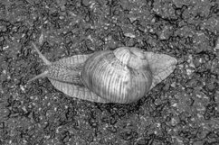 Big garden snail in shell crawling on wet road hurry home Product Image 21