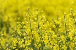 Close up on yellow oilseed plants - background Product Image 1