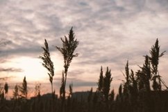Set of 4 photos. Golden reeds sway in the wind against sunse Product Image 2