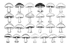 50 Mushroom Procreate Stamps Brushes Product Image 4