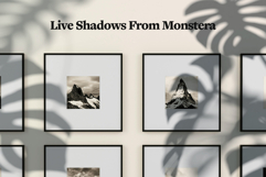 Plant Shadow Backdrops Video Bundle Product Image 9
