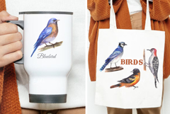 Backyard Birds of North America Product Image 8