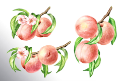 Ripe Peaches Product Image 10