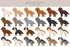 Miniature poodle clipart Product Image 2