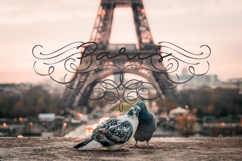 Calligraphic set of vintage flourishes Product Image 11