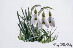 Snowdrops Clipart PNG Product Image 1