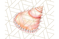 Natural Seashell Clipart PNG, Summer Nautical Beach Shell Product Image 5