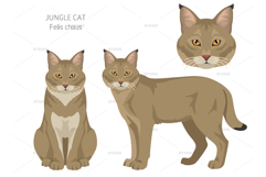 European wild cats clipart Product Image 6