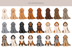 Goldendoodle Goldie Poodle mix Product Image 4
