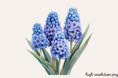 Spring Hyacinth Flower Clipart Bundle PNG Product Image 9