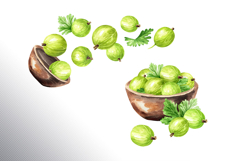 Gooseberry. Watercolor collection Product Image 10