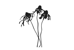Botanical bundle - svg, png Product Image 12