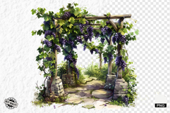 Summer Grapes Vine Clipart Product Image 1