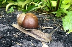 Big garden snail in shell crawling on wet road hurry home Product Image 20