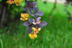 blooming flowers in the garden Product Image 1