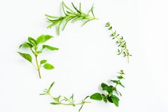 Green herb twigs Product Image 1