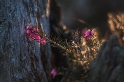 Erica plant with sunbeams Product Image 1