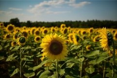 Vibrant sunflower field at sunset Product Image 1