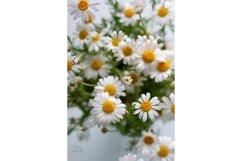 Summer Bouquet of Chamomile Flowers. Medicinal Herbs Photo. Product Image 2