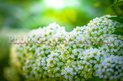 Stock Photo - Blooming white spirea on a spring day close-up Product Image 1