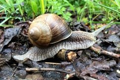 Big garden snail in shell crawling on wet road hurry home Product Image 27