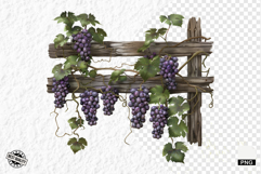 Summer Grapes Vine Clipart Product Image 1