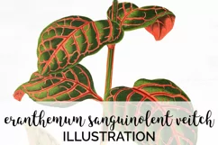 Leaves - Vintage Eranthemum Sanguinolent Veitch Product Image 1