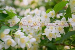 Stock Photo - Twig with white jasmine flower in spring Product Image 1