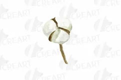 Cotton bolls and fir branch leafy autumn and winter decor Product Image 4