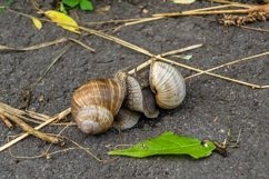 Big garden snail in shell crawling on wet road hurry home Product Image 5
