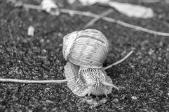 Big garden snail in shell crawling on wet road hurry home Product Image 10