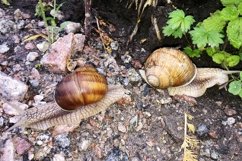 Big garden snail in shell crawling on wet road hurry home Product Image 30
