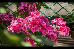 Beautiful pink Pelargonium flowers in a pot. 3pcs Product Image 1