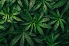 Lush cannabis plant leaves pattern Product Image 1