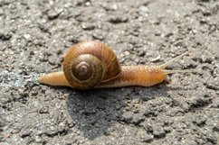 Big garden snail in shell crawling on wet road hurry home Product Image 20